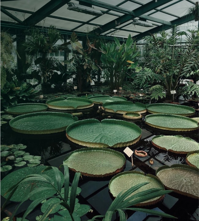 Apothecary Garden
