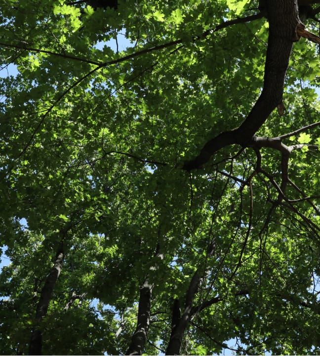Park